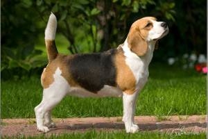 Litter "O" born 29.08.2012